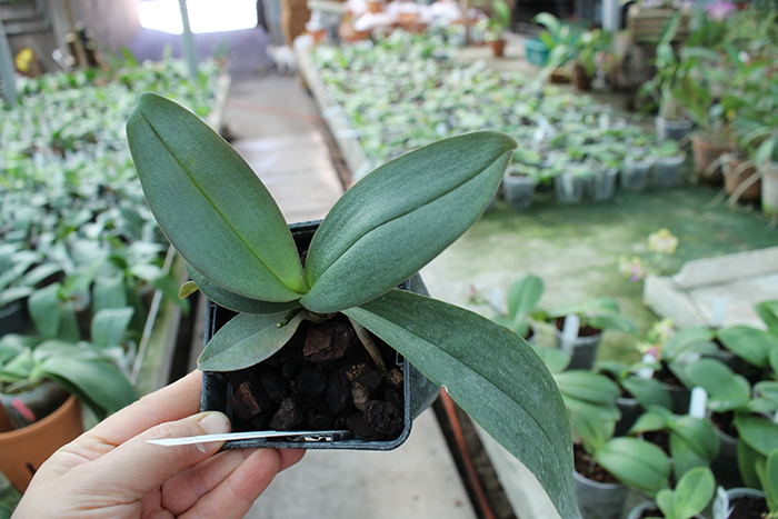 Doritaenopsis Siam Treasure 'Blue'.jpg