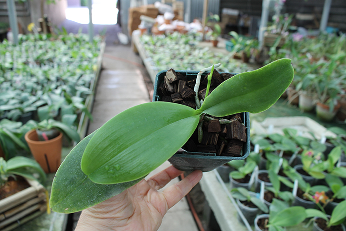 Doritaenopsis Kenneth Schubert x Phalaenopsis bellina blue.jpg