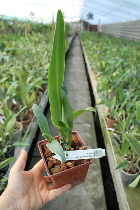 Potinara Susan Fender 'Cinnamon Stick'.jpg