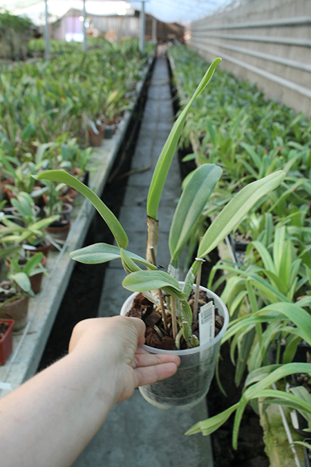 Cattleya mossiae concolor x SELF.jpg