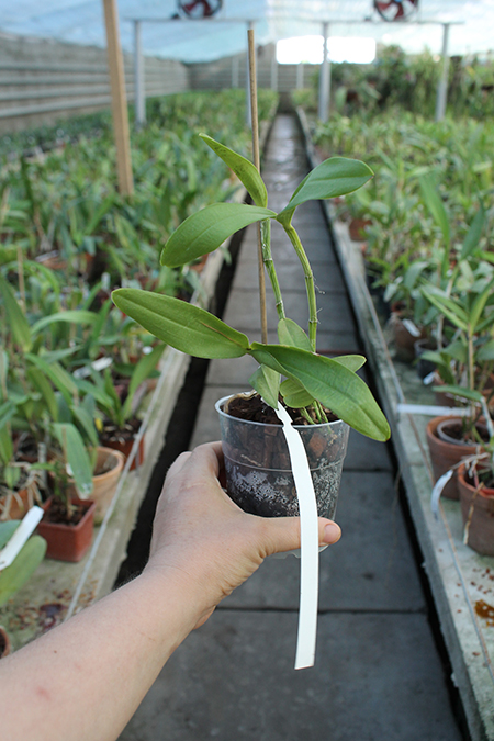 Cattleya guttata albina 'Cetro de Rubis' SELF.jpg
