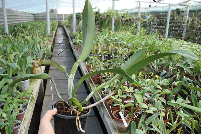 Rhyncholaeliocattleya Suriyon Sunset.jpg