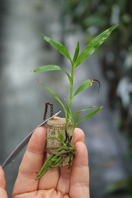 Oerstedella wallisii.jpg
