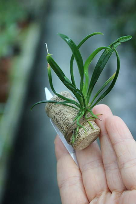 chyrtoglossa aurata.jpg