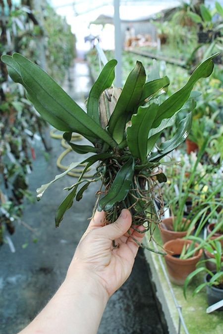 Pomatocalpa spicata.jpg