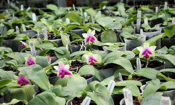 Phalaenopsis bellina AL.jpg