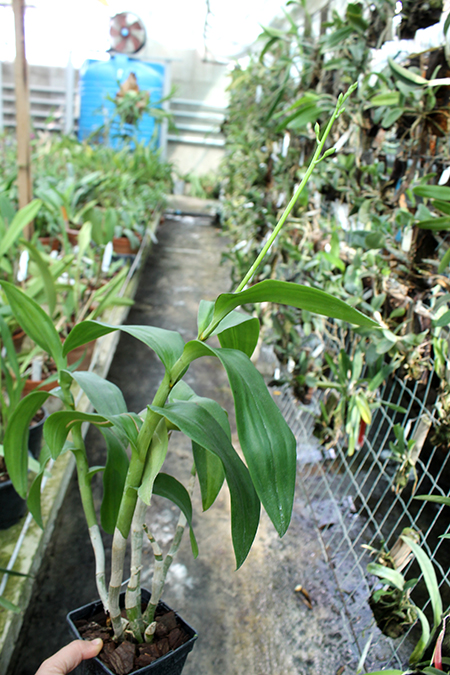 Dendrobium Super Pioneer.jpg