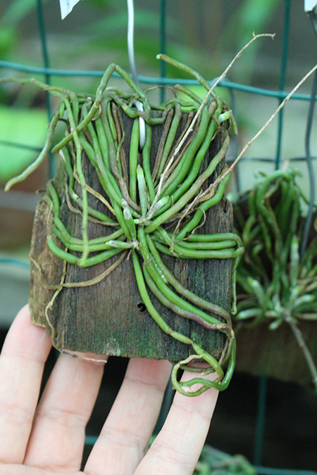 Chiloschista lunifera.jpg