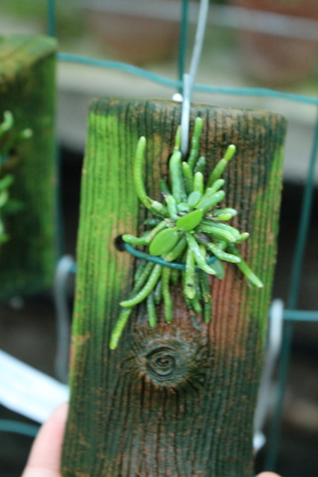 Chiloschista pusilla Orange.jpg