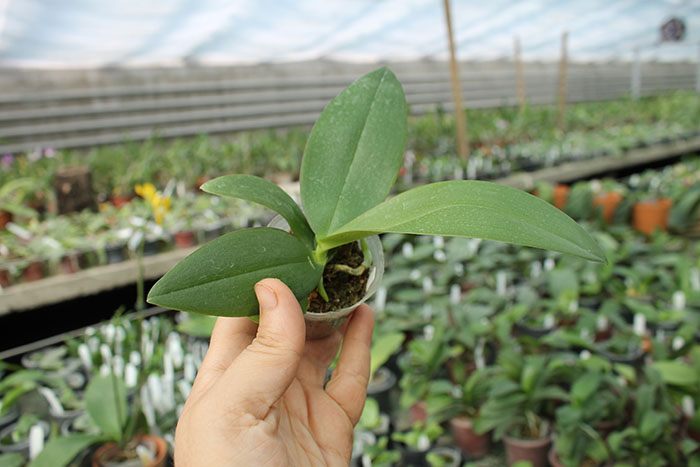 Phalaenopsis Hans Christiansen.jpg