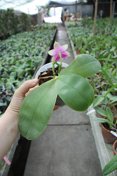 Phalaenopsis bellina AL.jpg