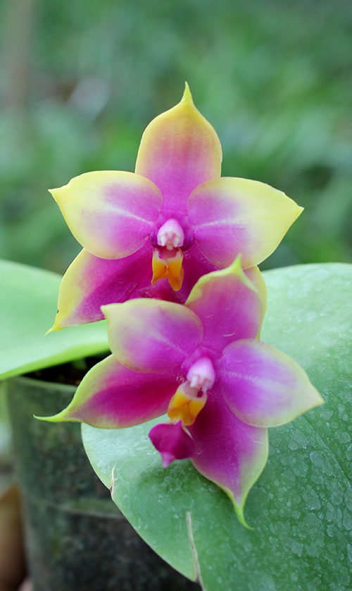 Phalaenopsis LD's Bear Queen x violacea blue.jpg
