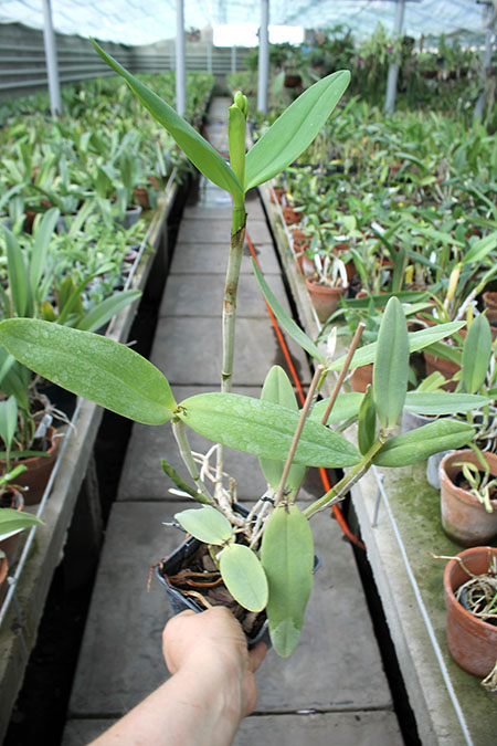 Cattleya harrisoniana clara 'Formosinha' x Cattleya harrisoniana escura 'Cheung's Delight'.jpg