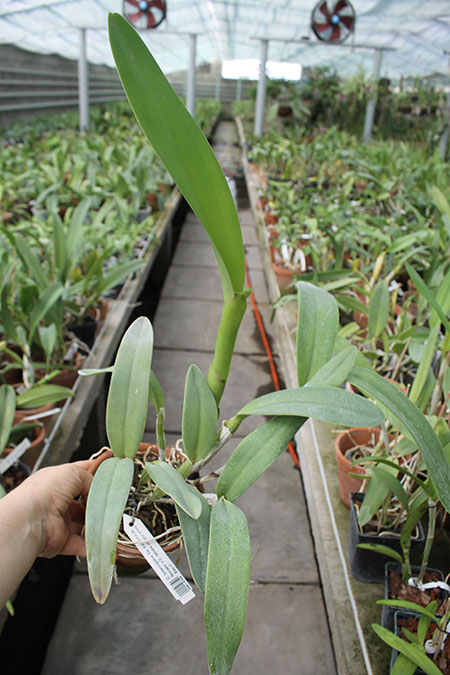 Cattleya bowringiana 'Da Estelinha de Novaes' x Cattleya labiata integra orlata 'Zas-1'.jpg