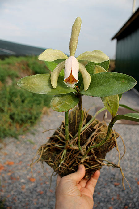 Cattleya forbesii.jpg