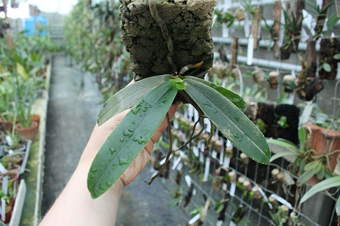 Aerangis spiculata.jpg