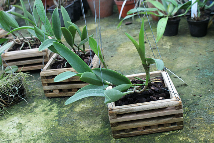 Brassocattleya Hippodamia 'Kelvin Lucky' (Brassavola nodosa x Cattleya aclandiae).jpg