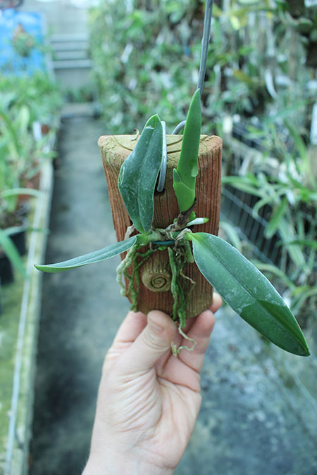 Laelia jongheana.jpg