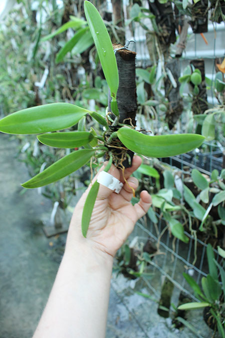 Laelia praestans concolor 'R Spadim' x 'Keco'.jpg
