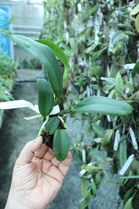 Cattleya warneri coerulea 'Porcina' x Cattleya intermedia flamea coerulea 'Olhos Azuis'.jpg