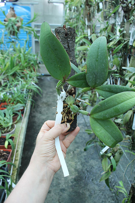 Cattleya schilleriana 'Olinda' x 'Preciosa'.jpg