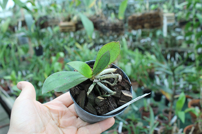 Aerangis kotschyana.jpg