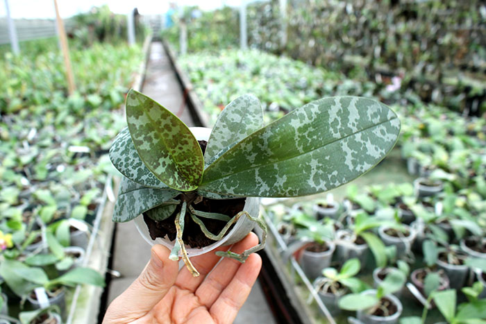 Phalaenopsis schilleriana x lindenii.jpg
