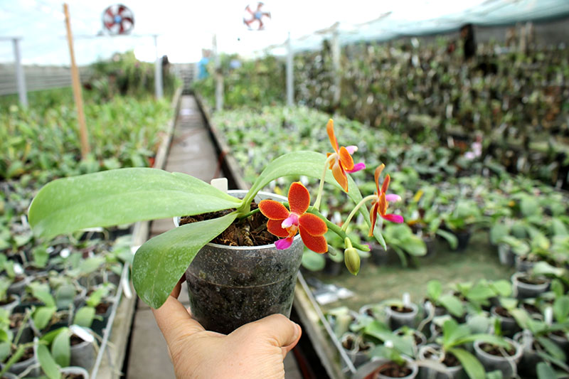 Phalaenopsis I-Hsin Salmon.jpg