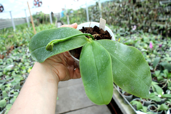 Phalaenopsis Samera 'Blue'.jpg