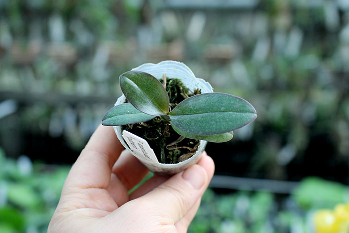 Phalaenopsis San Shia Appendo.jpg