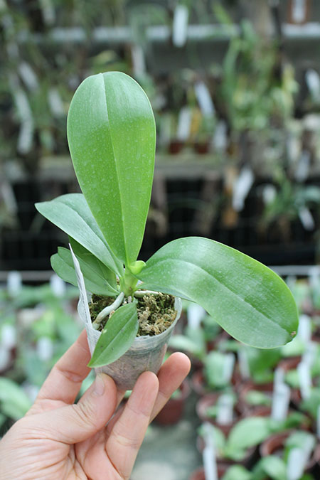 Phalaenopsis corningiana 'Chienlung' x bastianii 'CLR'.jpg