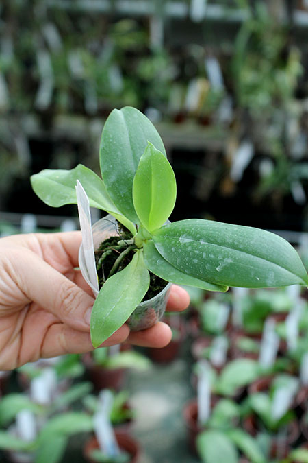 Phalaenopsis corningiana x sib.jpg