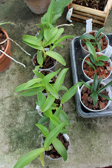 Diacattleya Chantilly Lace 'Twinkle'.jpg