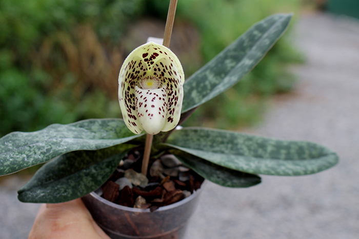 Paphiopedilum bellatulum x wenshanense.jpg