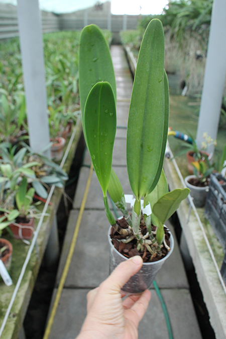 Laelia crispa flamea 'Baronesa' x self.jpg