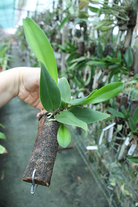 Cattleya dowiana aurea.jpg