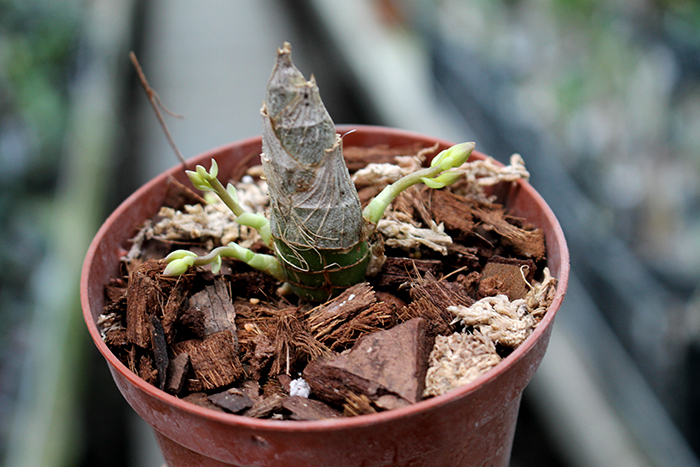 Mormodes elegans.jpg