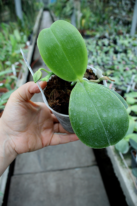 Phalaenopsis Zeng Min Muscadine x violacea indigo.jpg