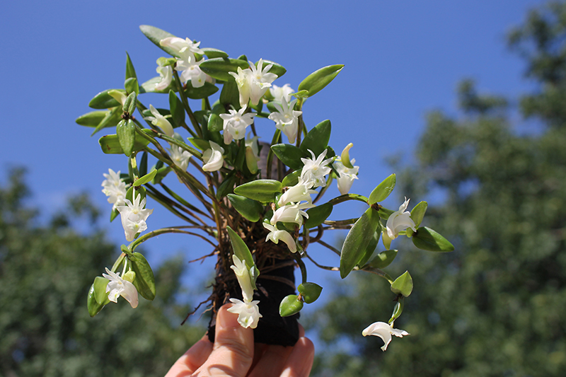 Dendrobium quadrangulare.jpg