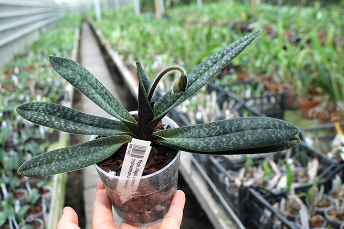 Paphiopedilum Magic Lantern (micranthum x delenatii).jpg