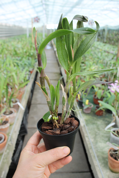 Broughtonia sanguinea x Epidendrum radicans.jpg