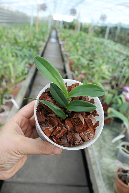 Cattleya Landate 'Dwarf' x Encyclia phoenica 'Cuba'.jpg
