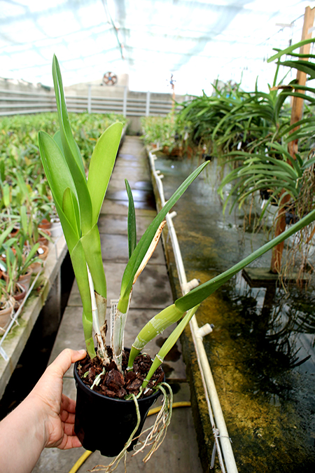 Brassocattleya Duh's White 'Pink Pig'.jpg