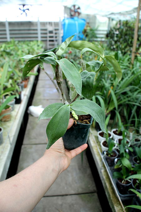 Dendrobium farmeri.jpg