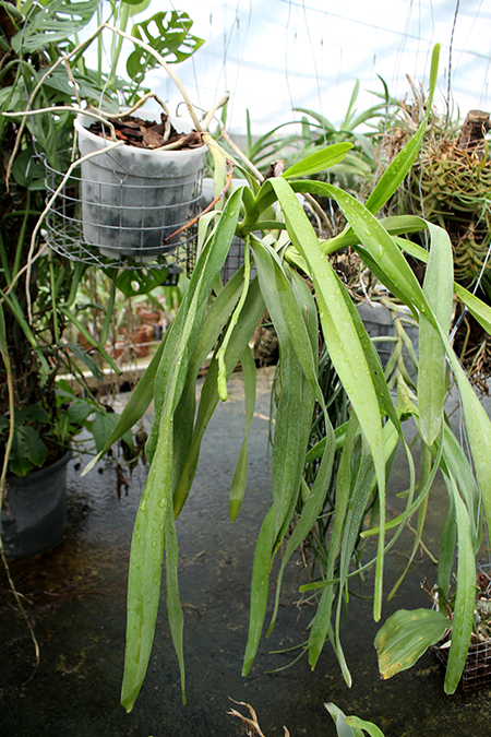 Aerides lawrenciae.jpg