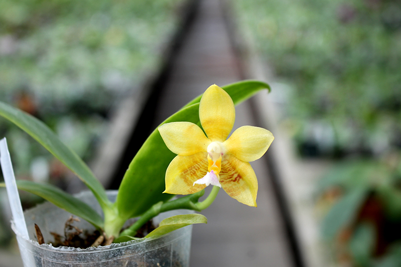 Phalaenopsis Yaphon Evergreen x Yungho Gelb Canary 'Joseph Wu'.jpg