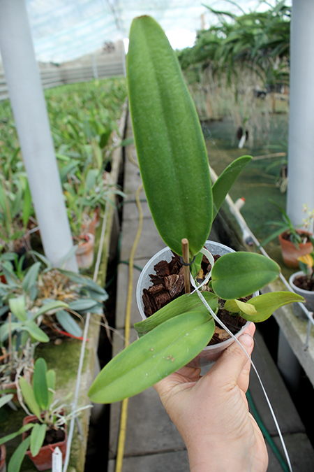 Cattleya gaskelliana coerulescens 'Mimi' SELF.jpg