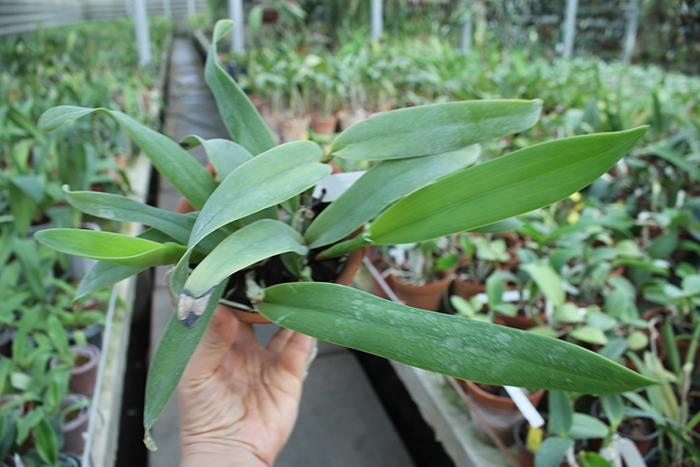 Cattleya bowringiana semi alba suave 'Tower Grove' x Cattleya labiata semi alba 'Gulliver'.jpg