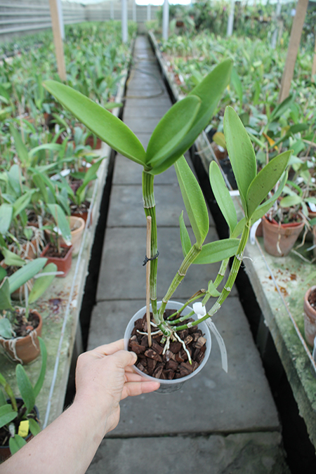 Cattleya guttata coerulea sem pintas 'Monte Verde'.jpg