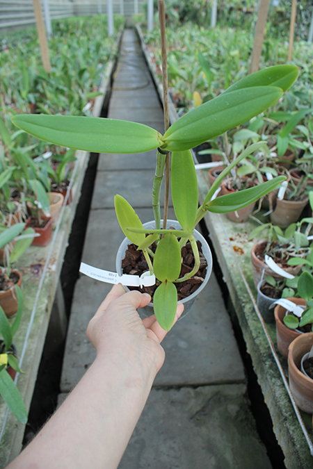 Cattleya guttata bronze sem pintas 'Carlitus'.jpg